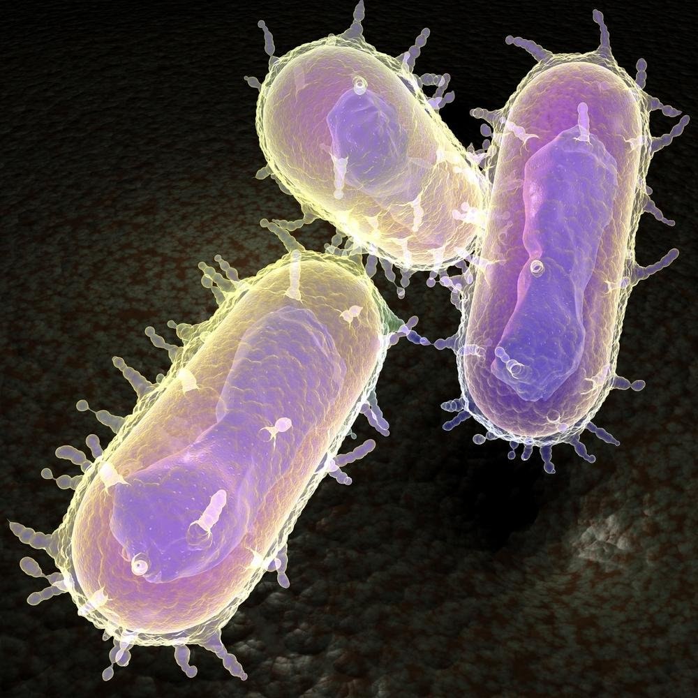 Чума возбудитель (Yersinia pestis)