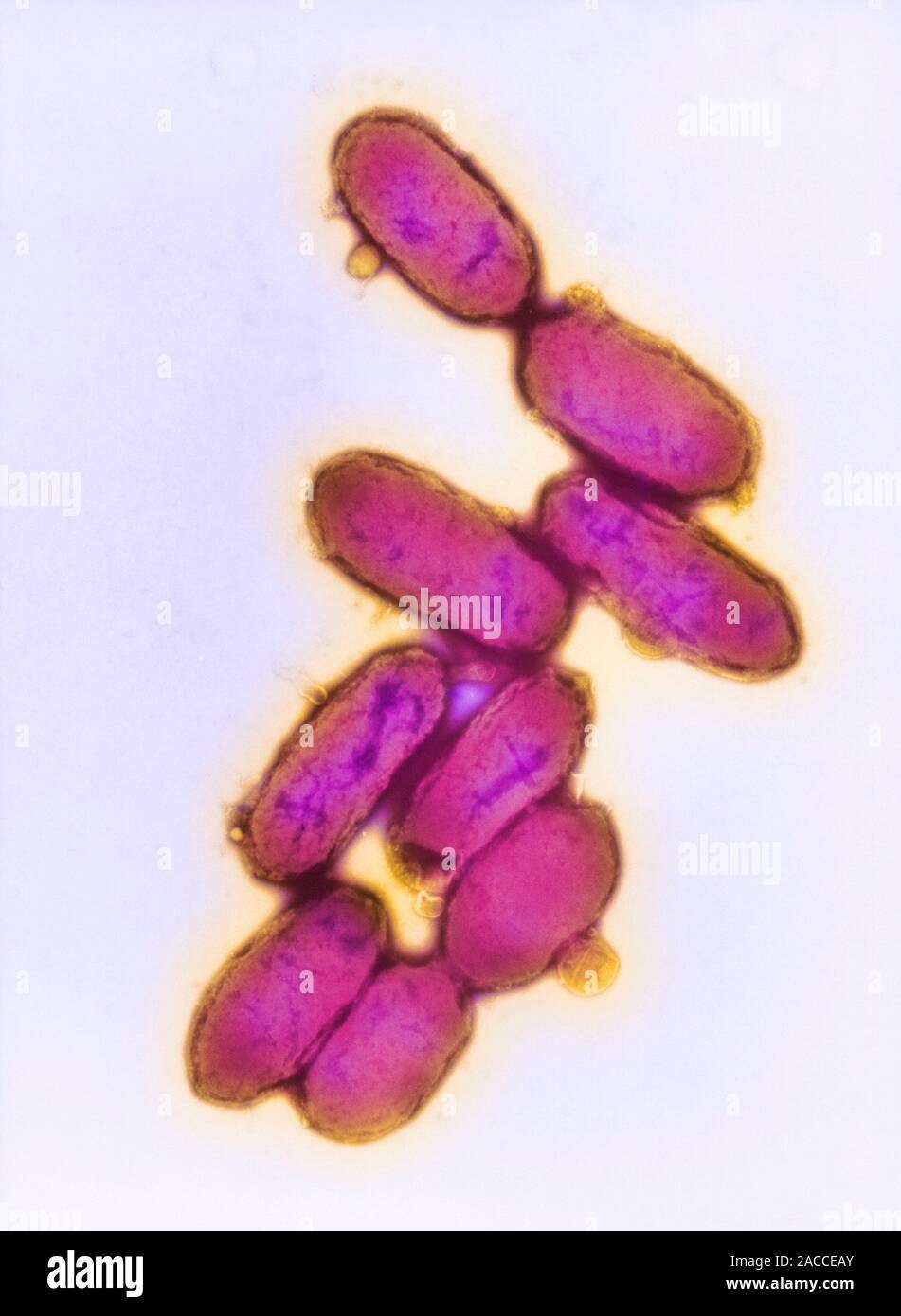 Yersinia pestis чумная палочка