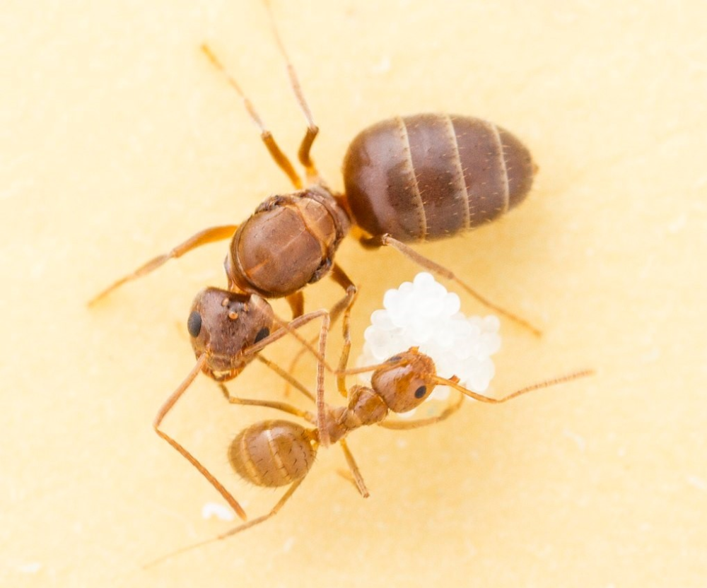 Nylanderia flavipes муравьи