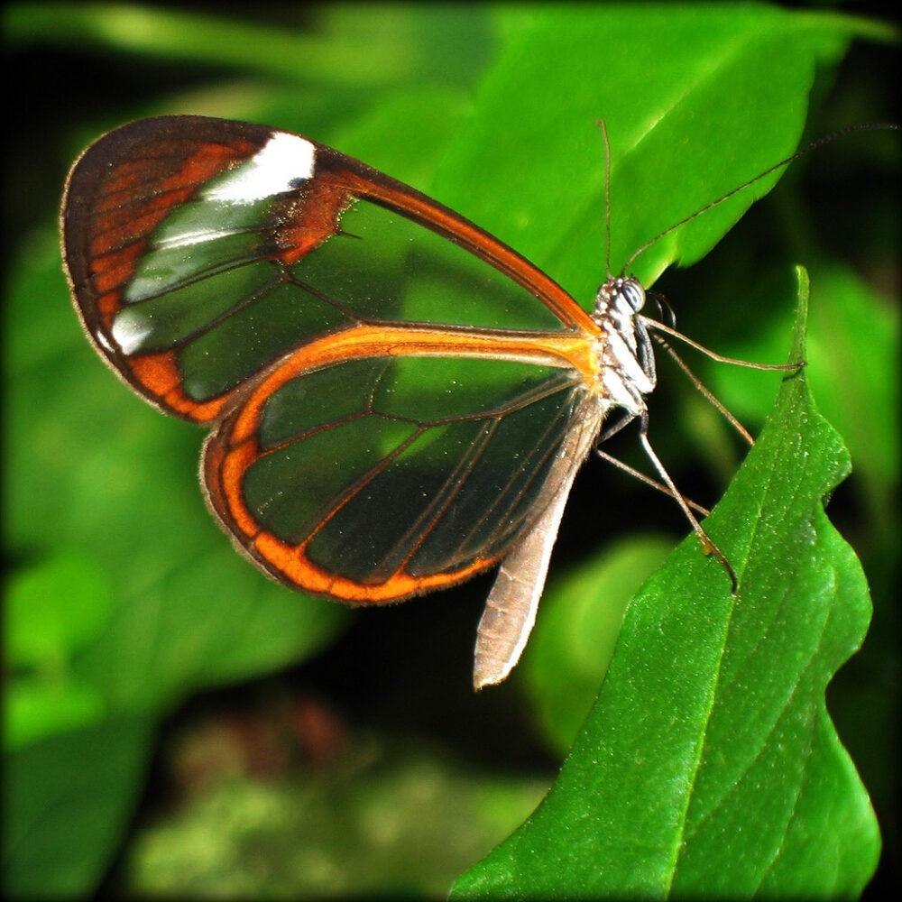 Толстоголовковые бабочки