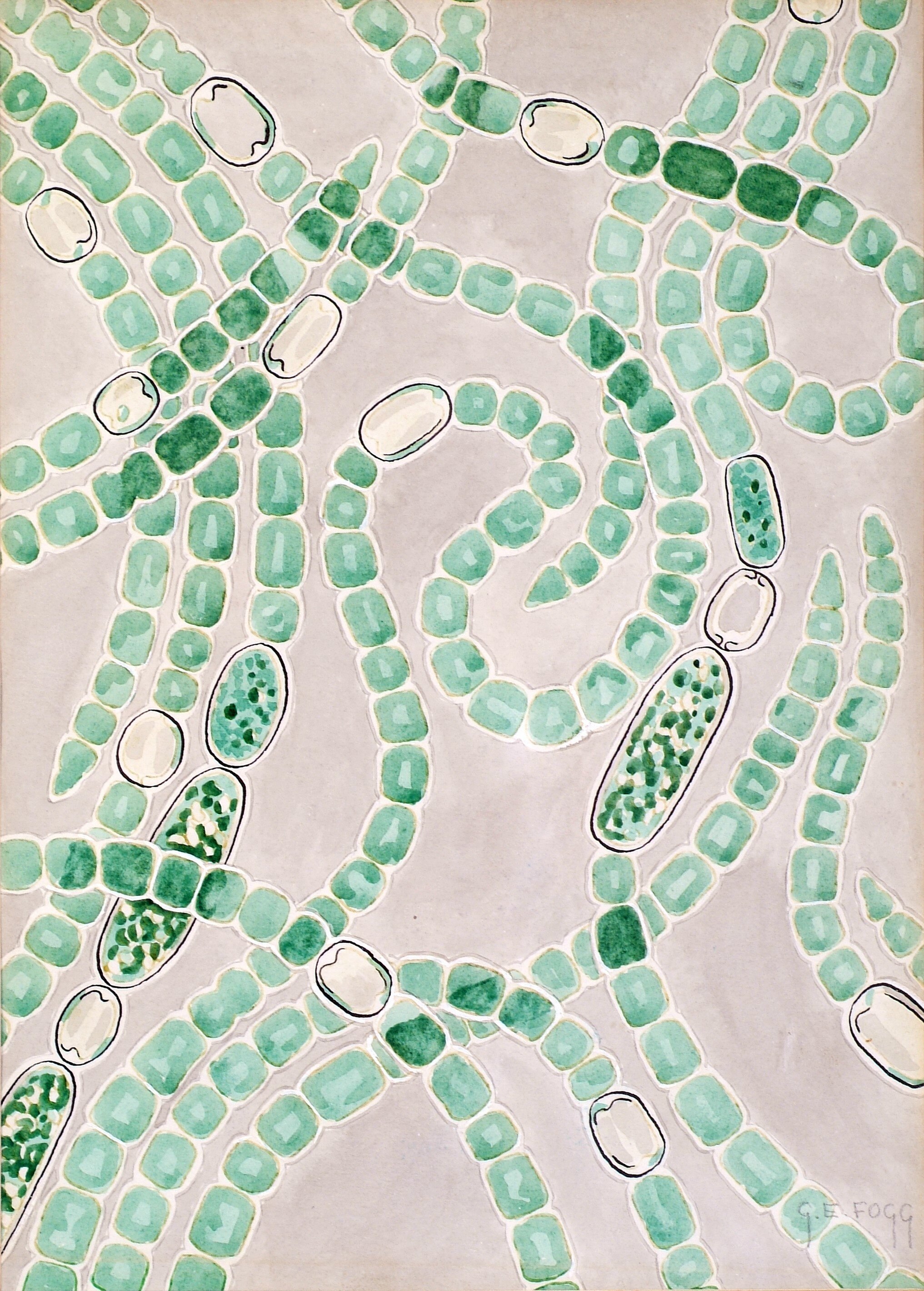 Клетки водорослей и цианобактерий. Цианобактерии Анабена. Anabaena цианобактерия. Анабена водоросли. Цинобактерия анабапна.