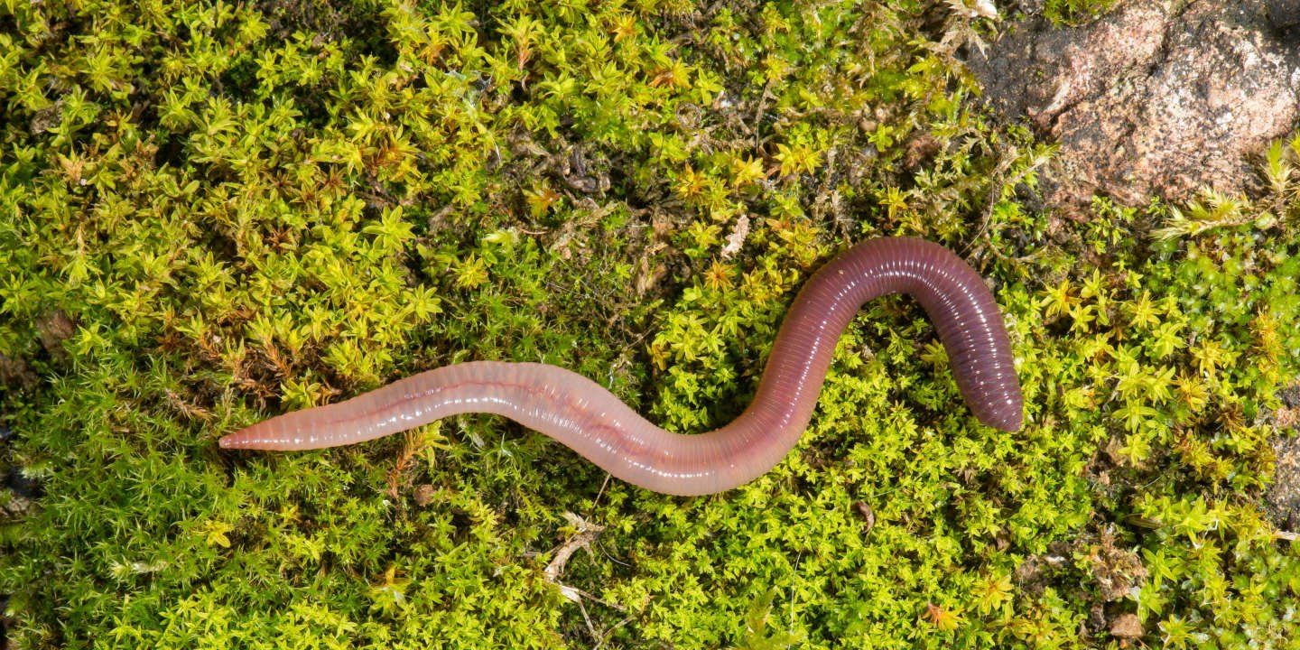 Червь дождевой обыкновенный. Lumbricus terrestris обыкновенный дождевой червь. Малощетинковые черви олигохеты. Пресноводные олигохеты.