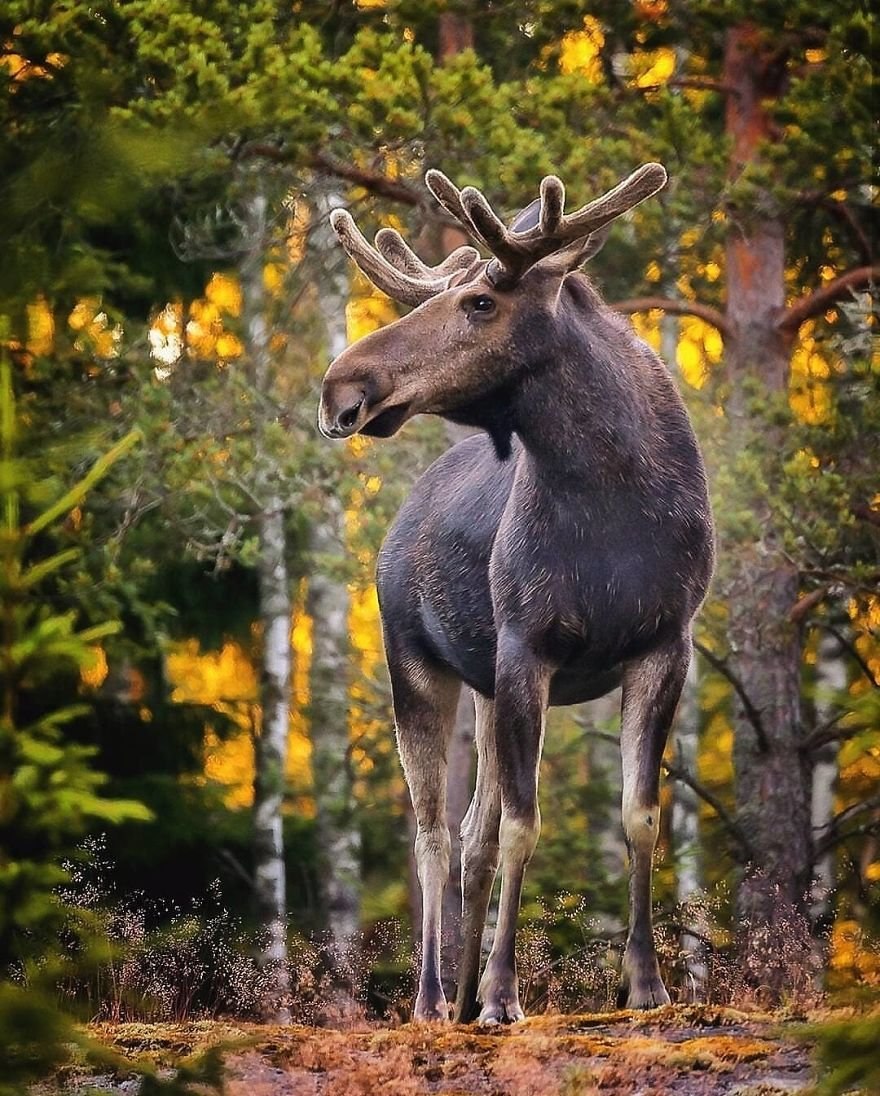 Финский фотограф Осси Сааринен