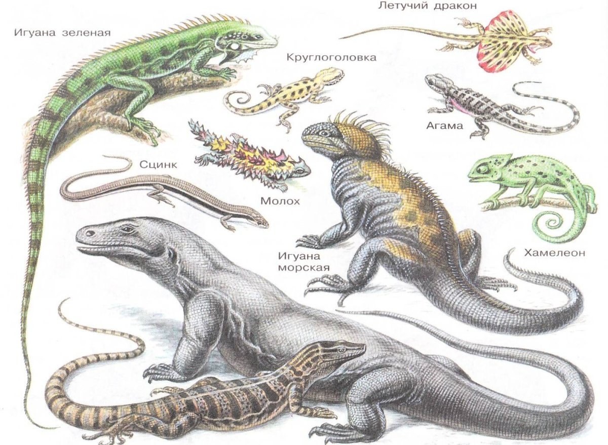 Размеры рептилий. Пресмыкающиеся классы животных. Пресмыкающиеся представители. Виды рептилий. Класс рептилии представители.