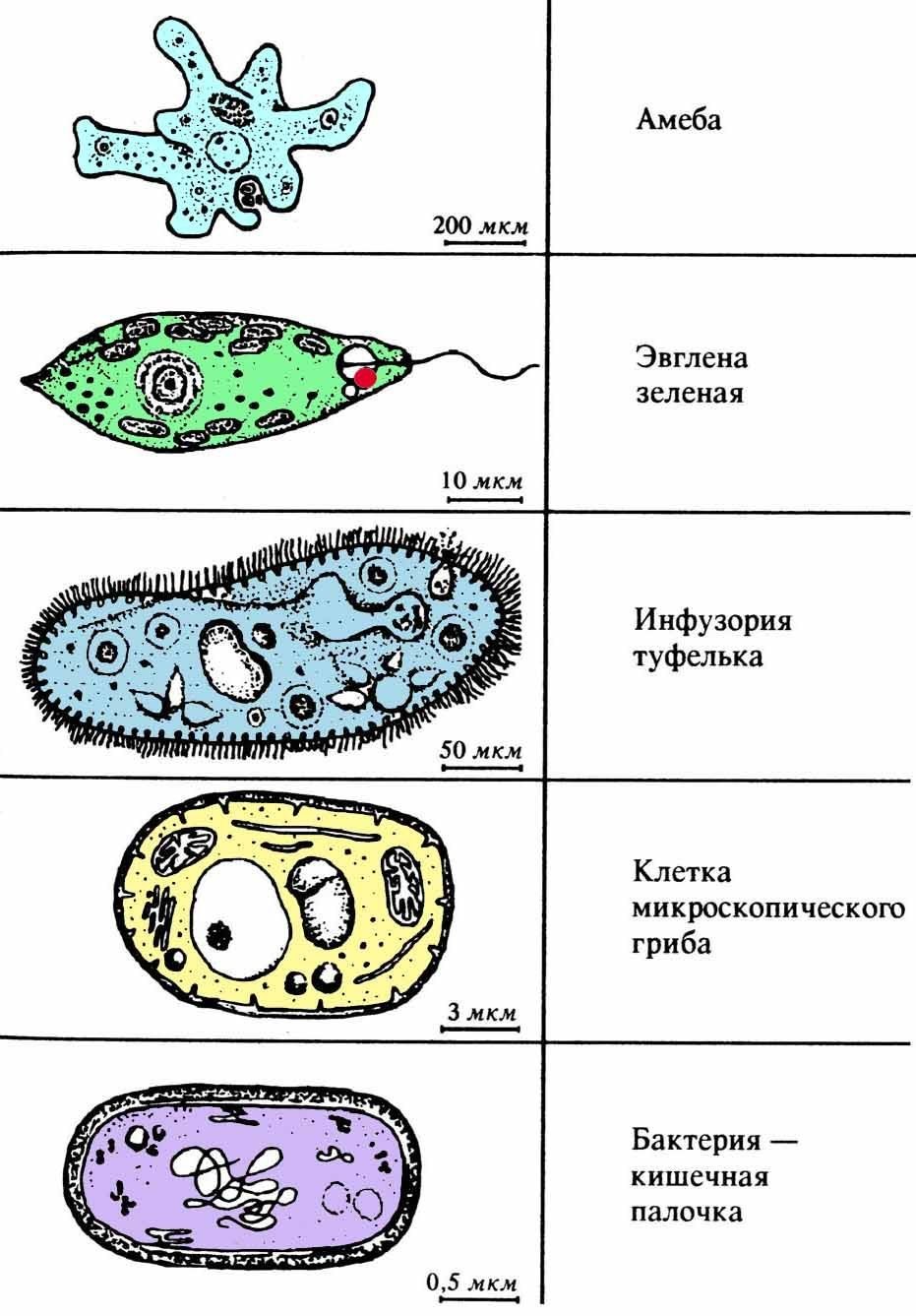 Десять простейших паразитов человека