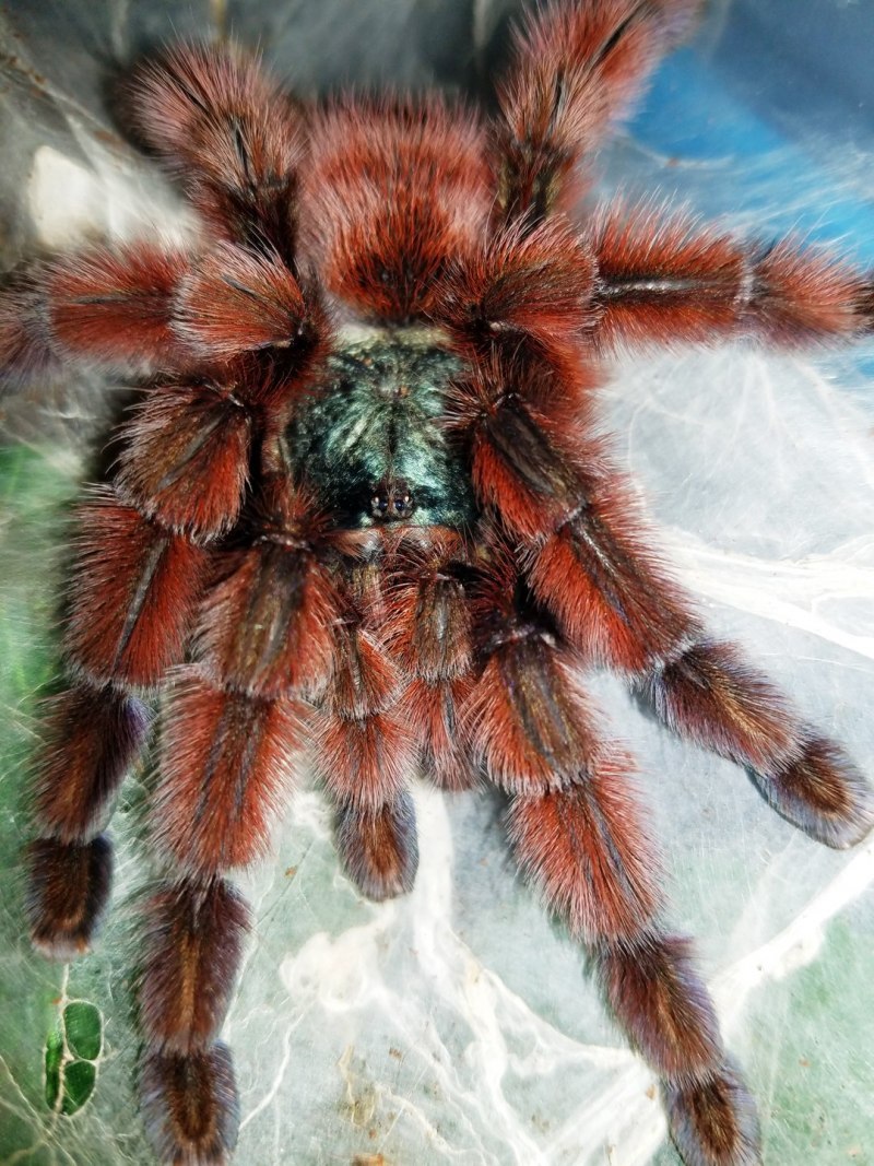 Паук Avicularia versicolor