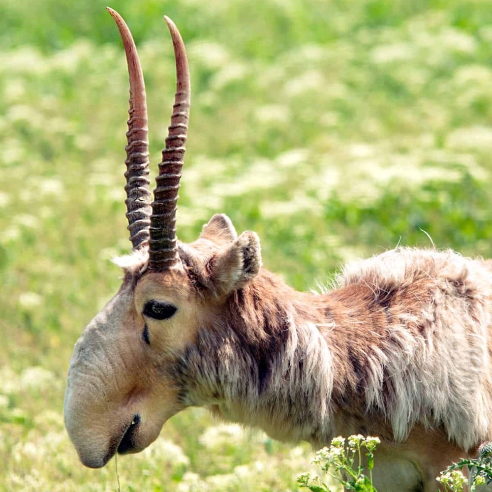 Saiga Antelope