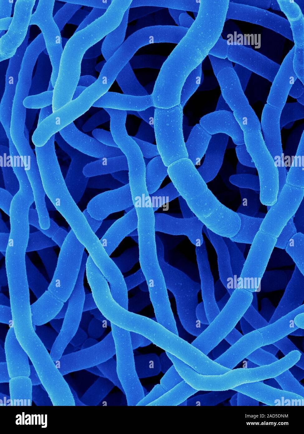 Бактерии Streptomyces erythreus