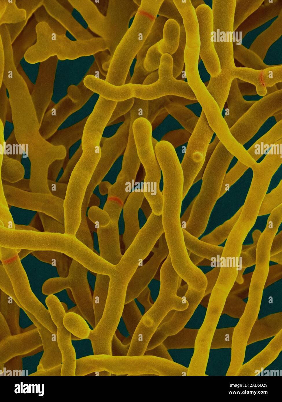 Актиномицеты Streptomyces