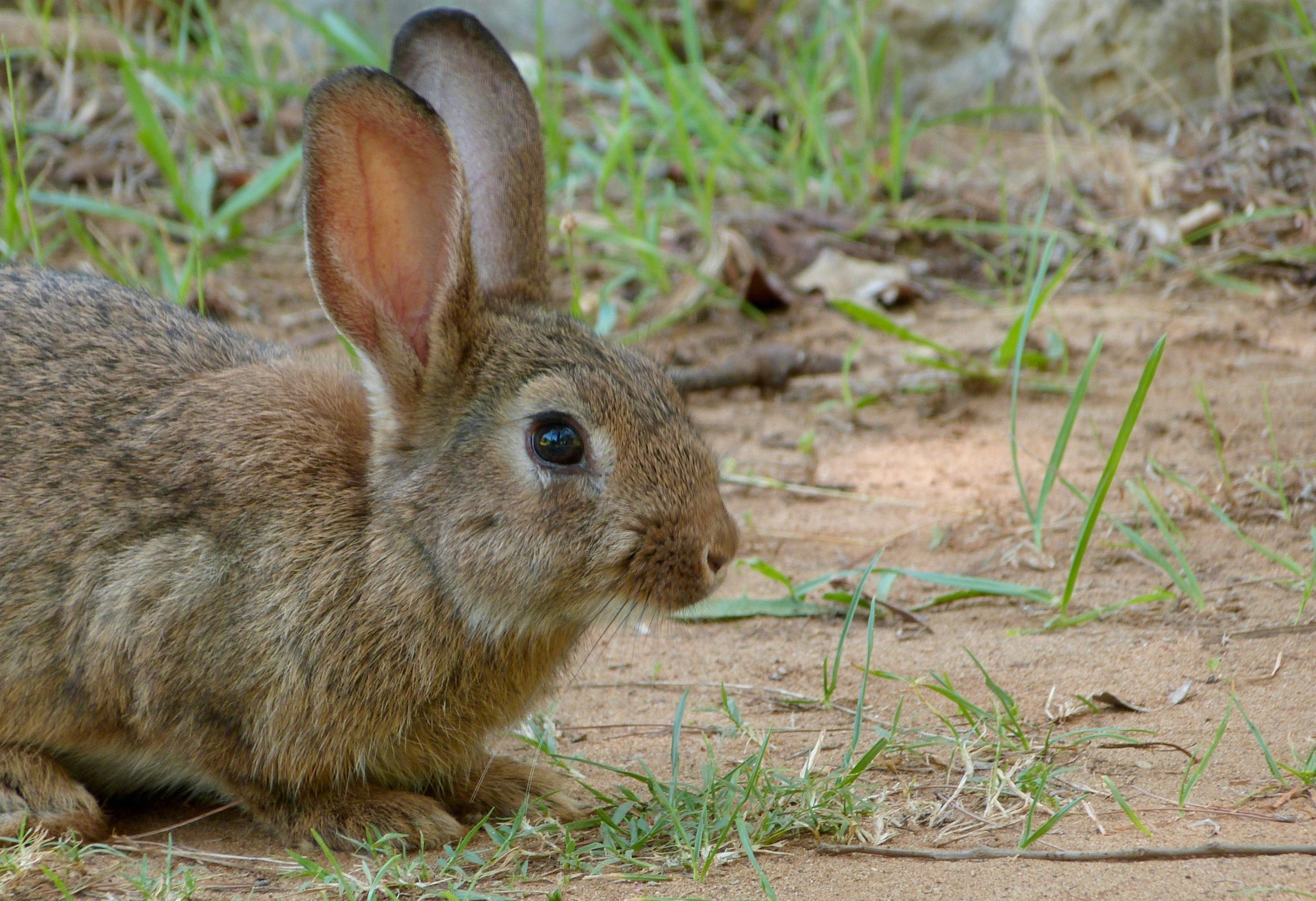 Мире животных зайцы. Карликовый Русак кролик. Ракитниковый заяц. Кролик Трианта. Коричневый заяц.