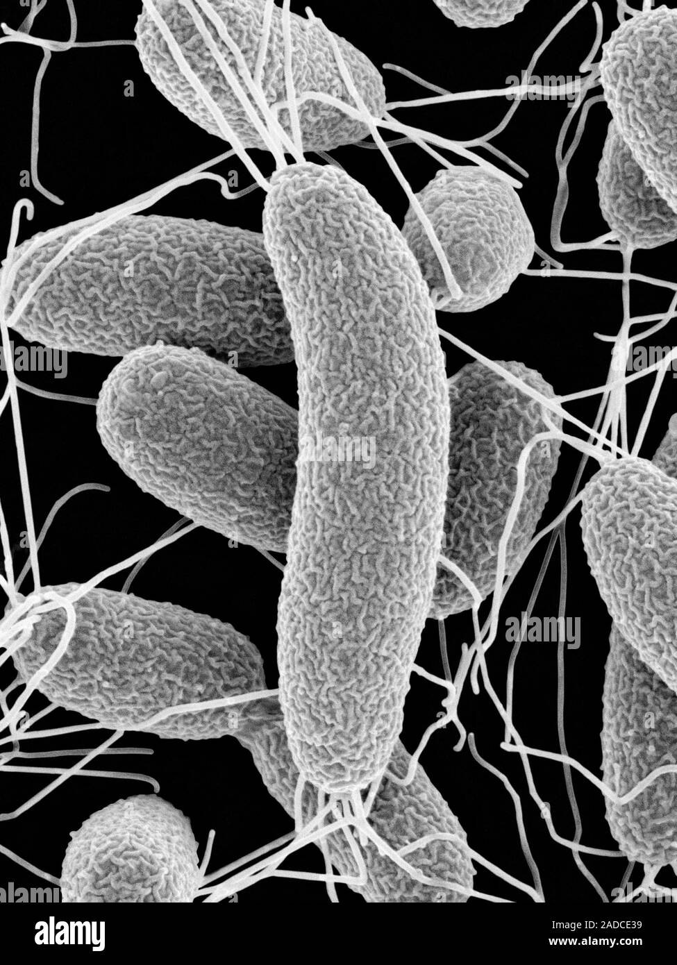 Vibrio harveyi бактерия