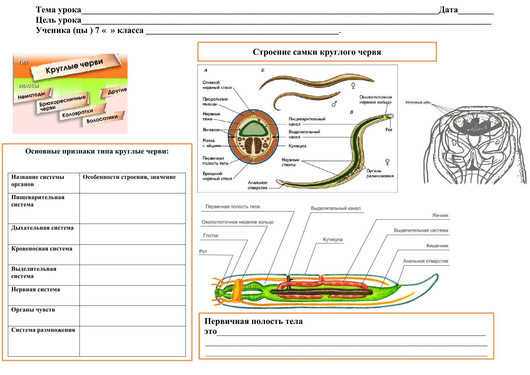 Тест черви егэ. Круглые черви строение 7 класс биология. Системы органов круглых червей 7 класс. Черви круглые строение типы систем. Система органов круглых червей 7 класс биология.