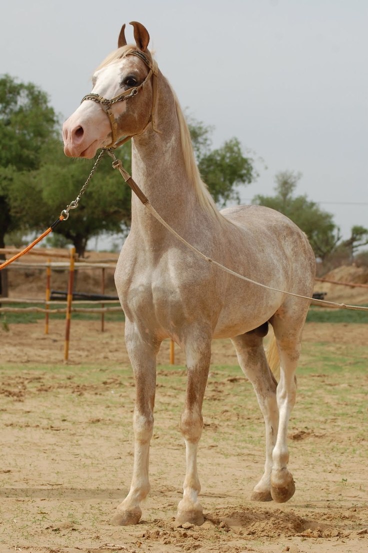Порода лошадей катхиавари