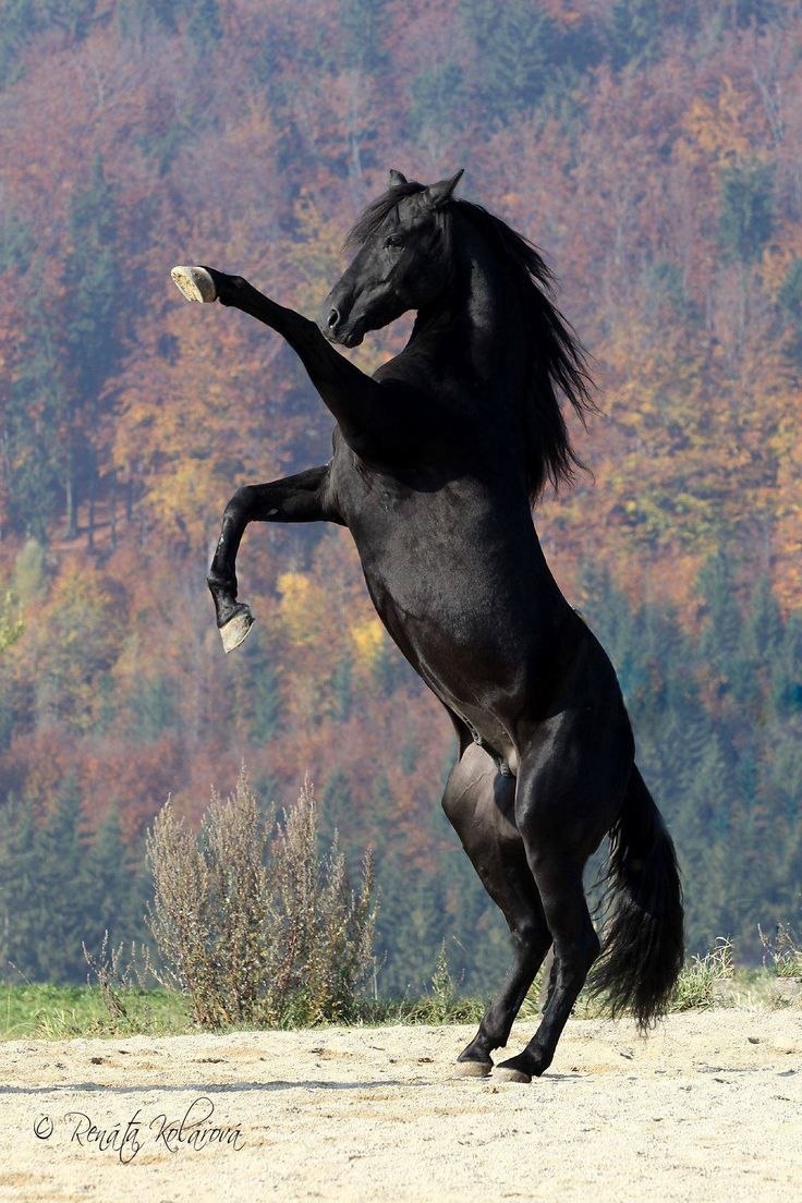 Порода лошадей мустанг