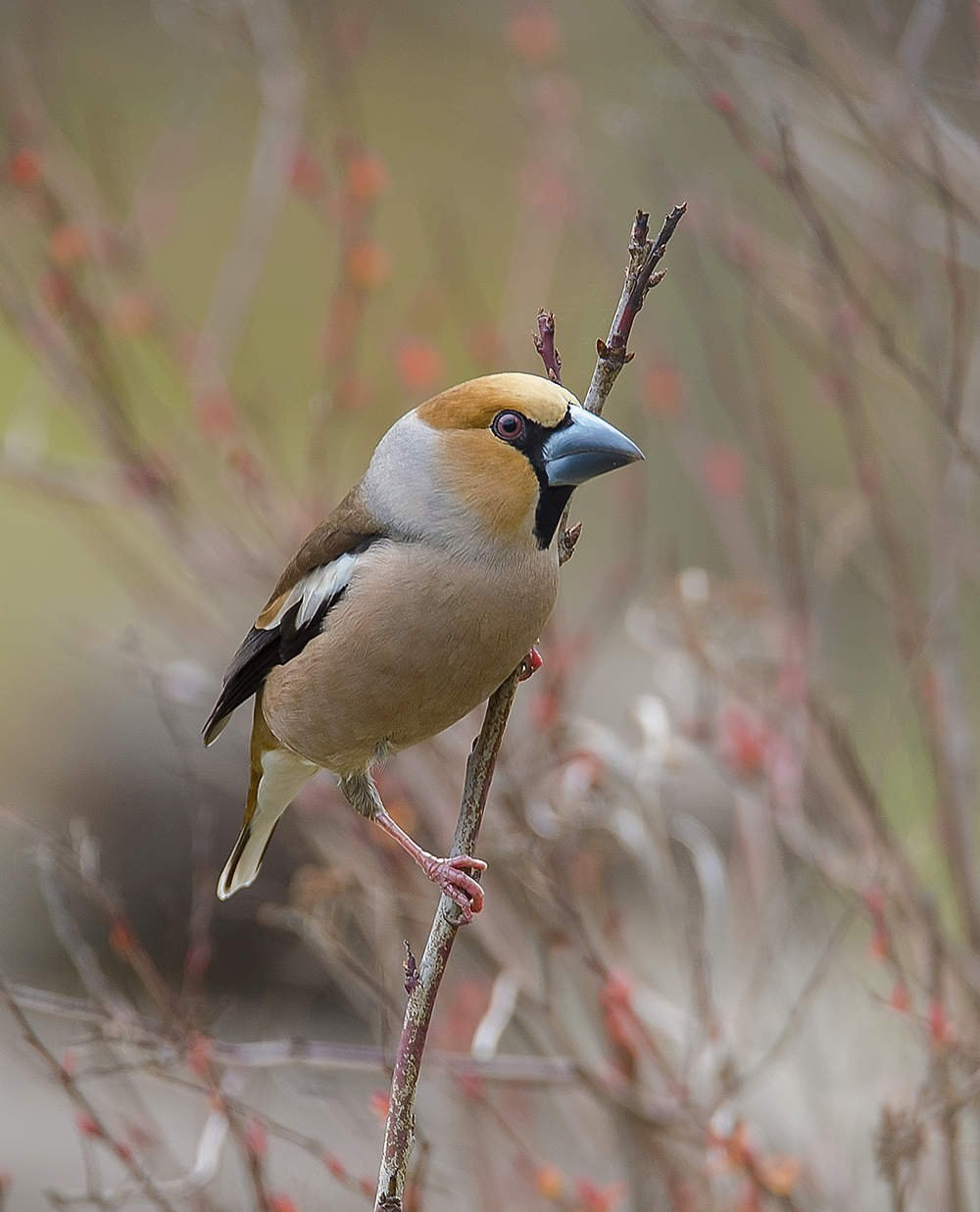 Дубонос coccothraustes coccothraustes