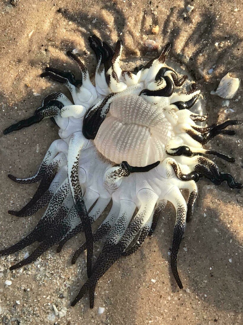 Странные морские существа