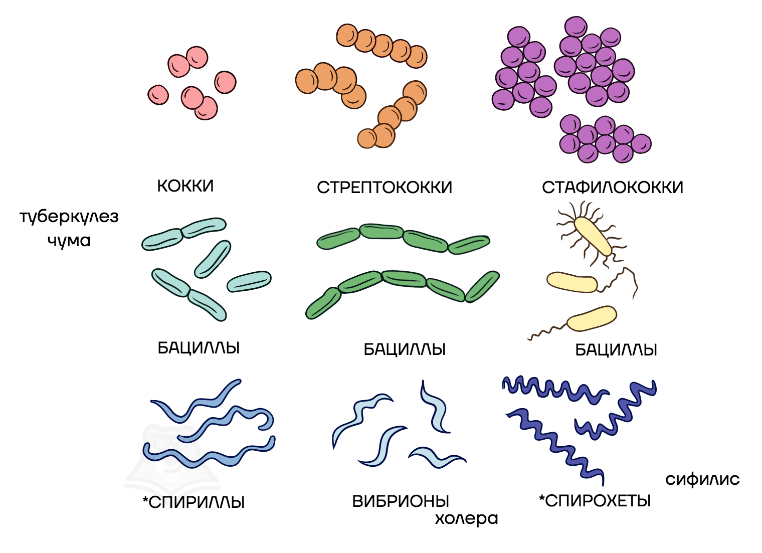 Бактериальные микроорганизмы. Бациллы, спириллы, вибрионы, кокки.. Стрептококки бациллы спириллы вибрионы. Бактерии кокки бациллы вибрионы спириллы. Формы бактерий кокки бациллы спириллы вибрионы.