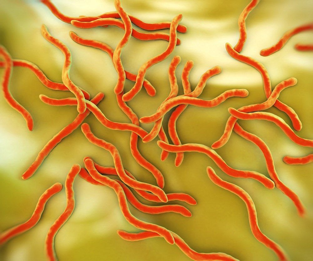 Borrelia garinii микробиология