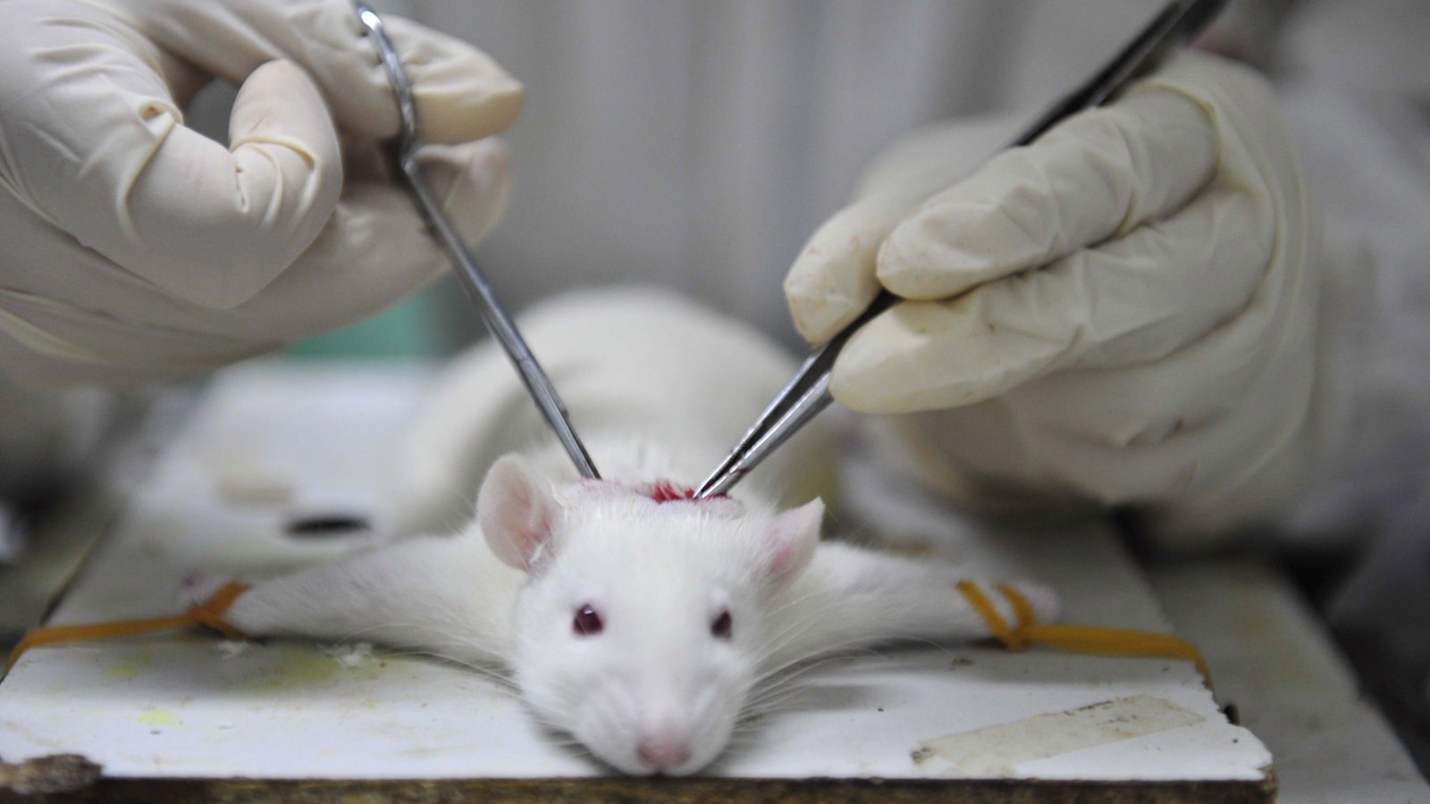 Кастрировал мышь. Вивисекция эксперименты на животных. Опыты на лабораторных животных.