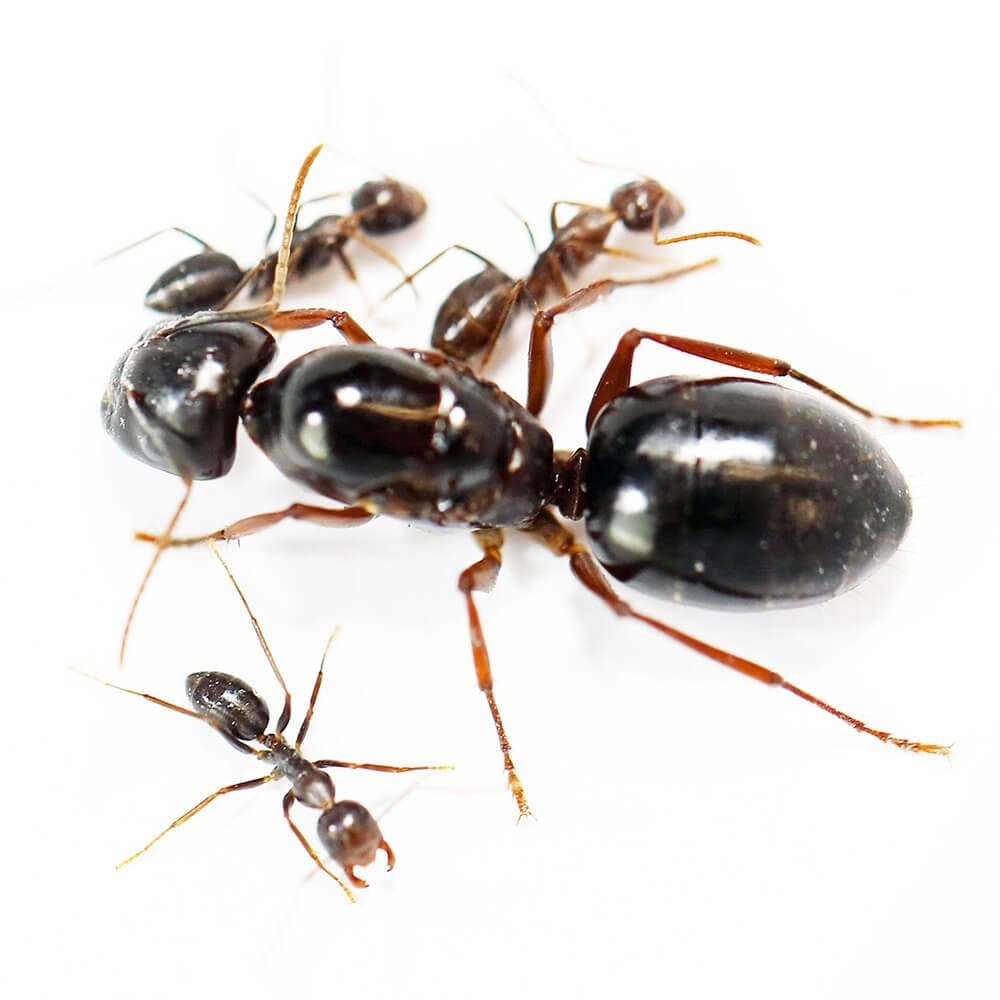 Муравьи Camponotus saxatilis