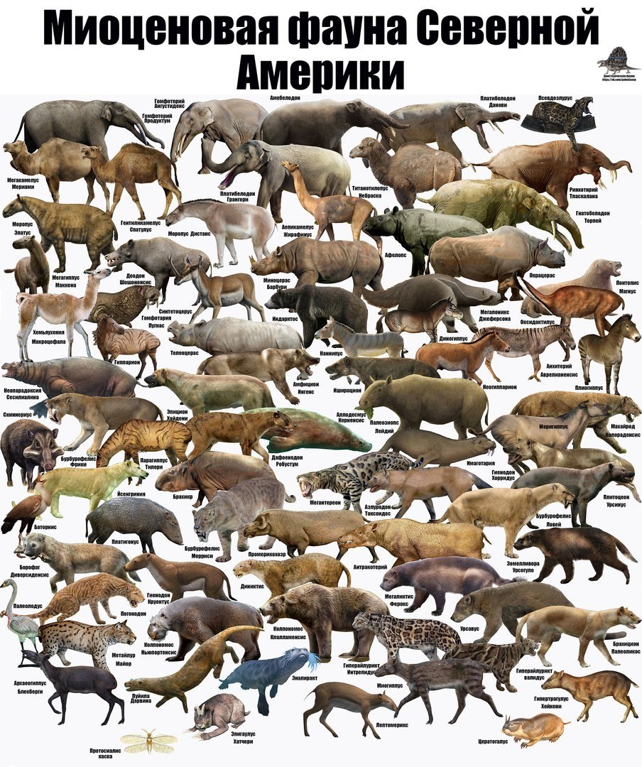 Миоценовая фауна Америки