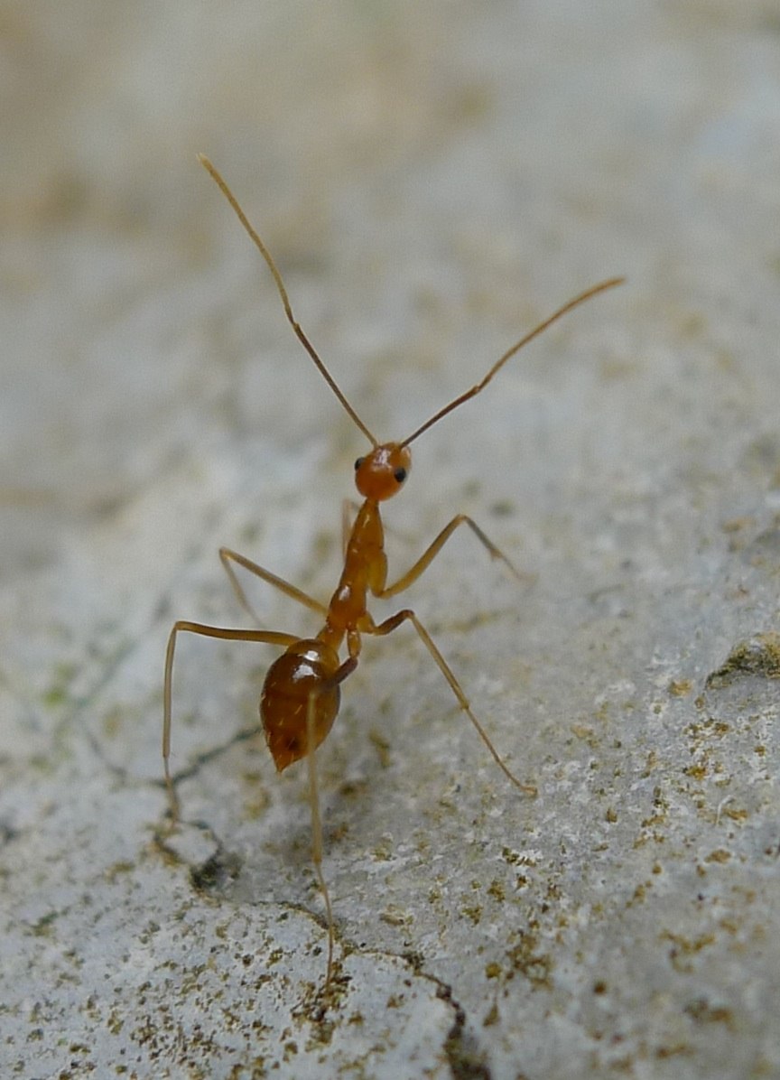 Anochetus graeffei