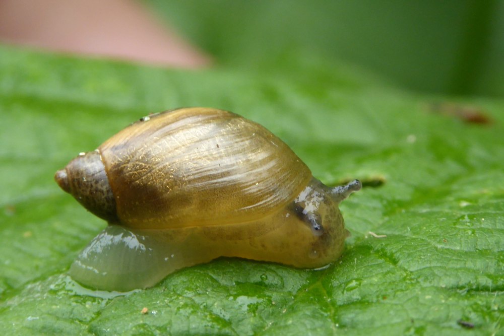 Янтарка тусклая - succinea Putris
