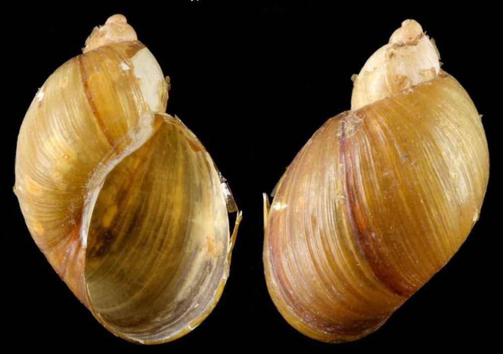 Succinea Putris
