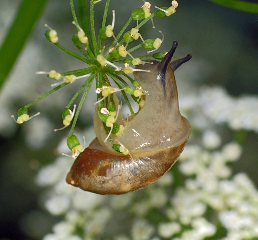 Янтарка обыкновенная – succinea Putris