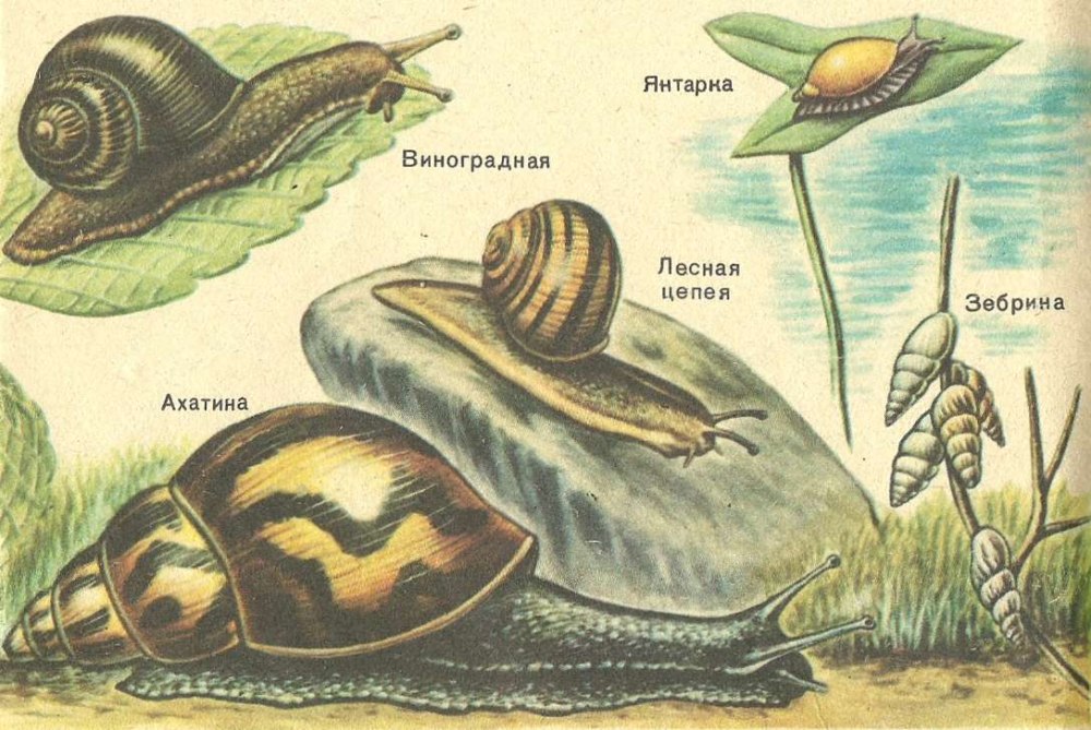 Брюхоногие моллюски (наземные)