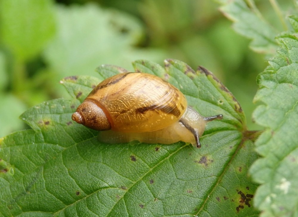 Succinea Putris