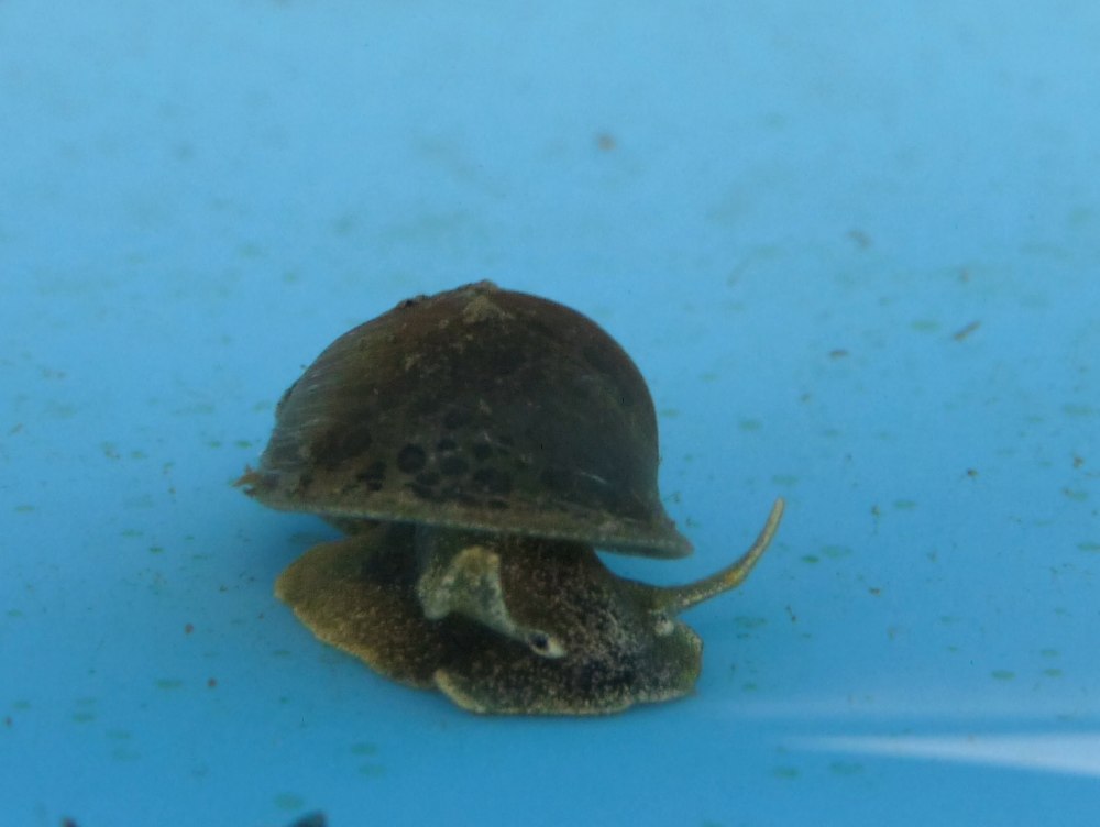 Radix Auricularia