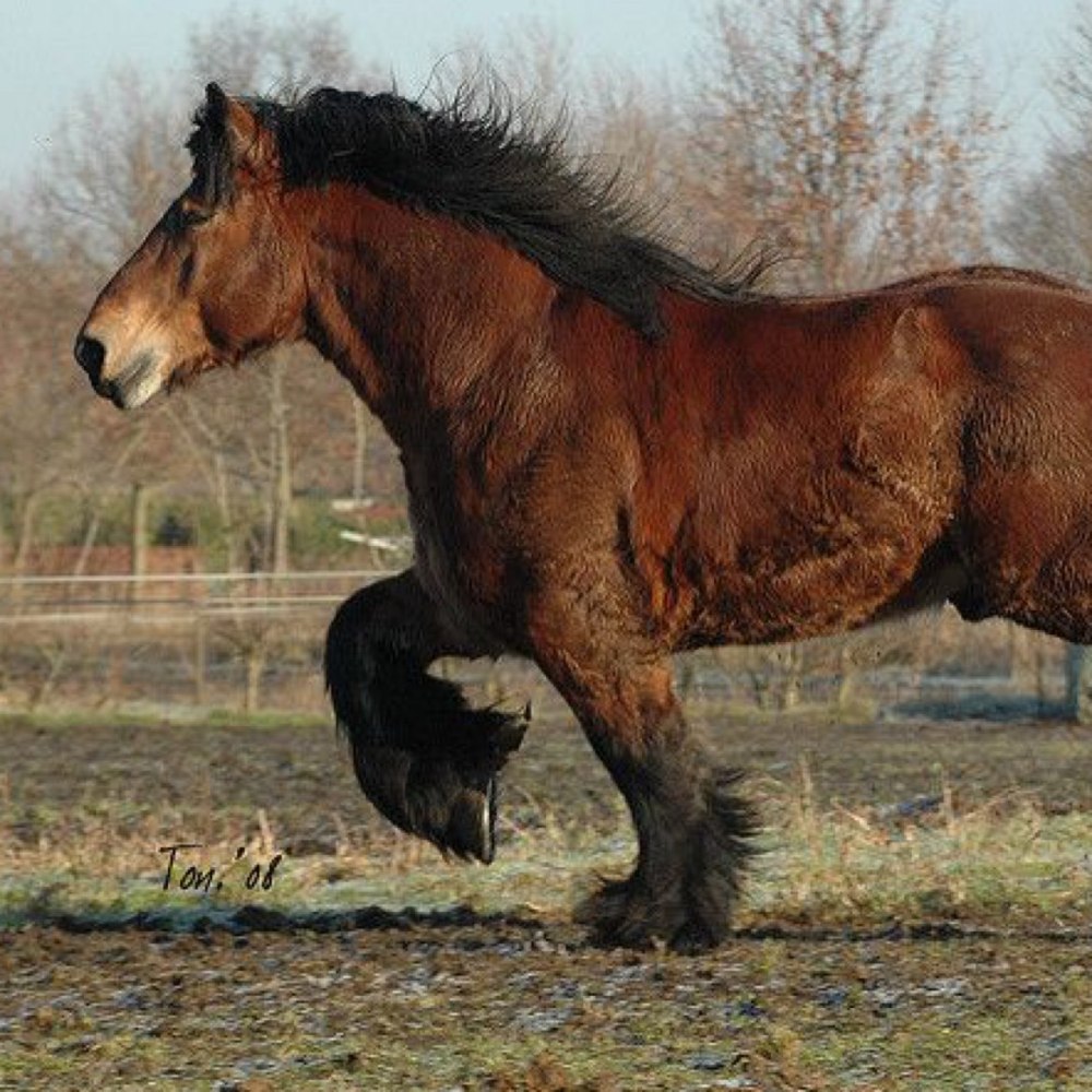 Арденский тяжеловоз