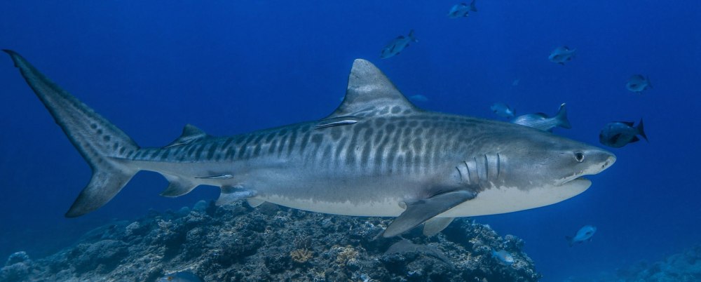 Тигровая акула