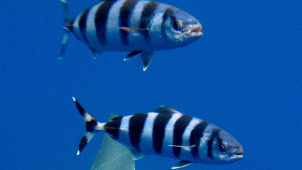 Рыбка Лоцман