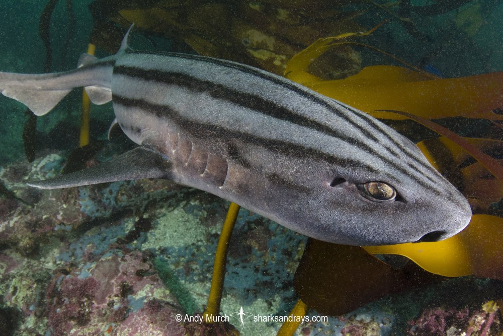 Китайская полосатая акула