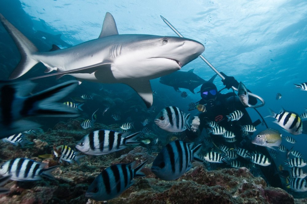 Полосатая акула