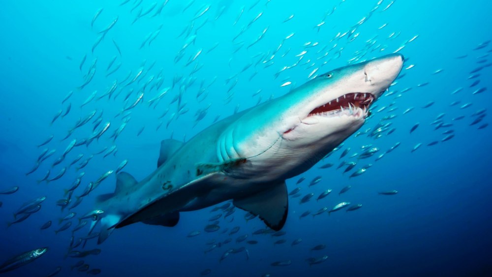 Хрящевые рыбы акула тигровая