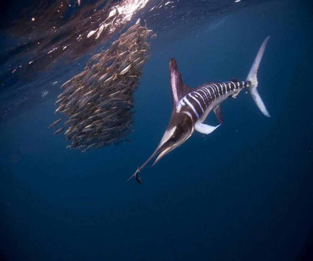 Фильм National Geographic рыба меч