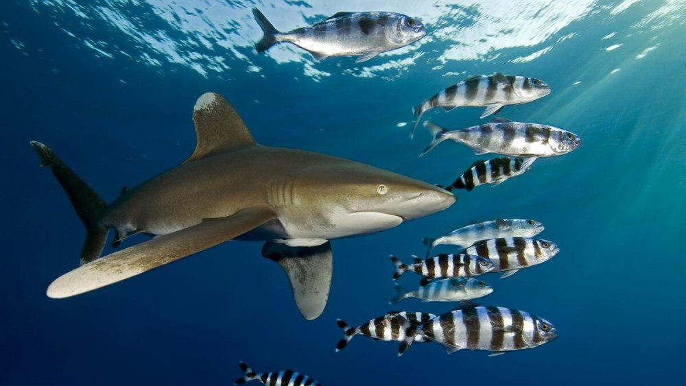 Длинноплавниковая акула