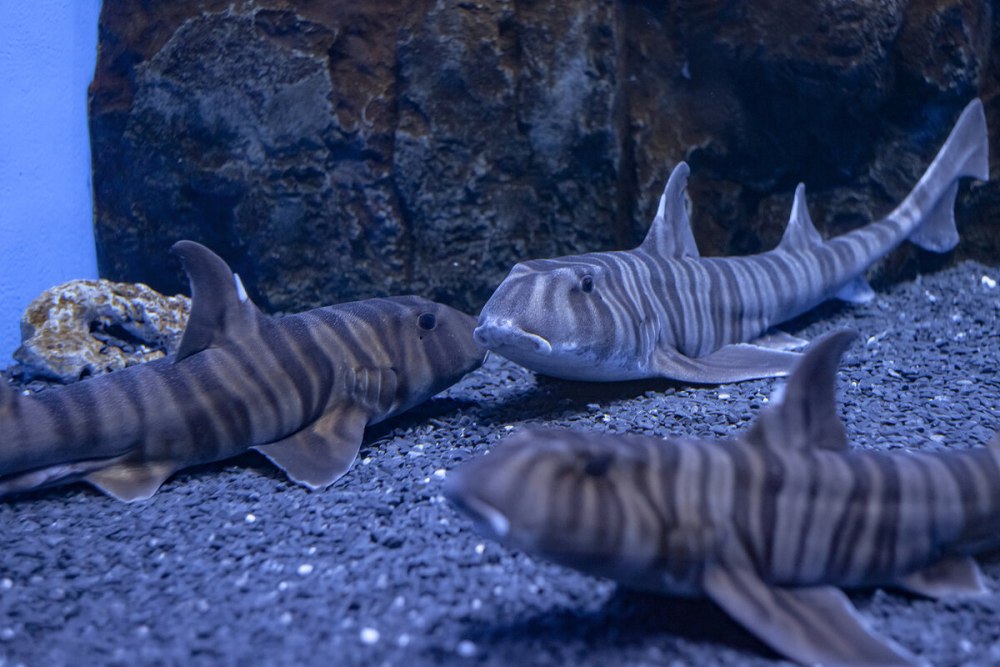 Приморский океанариум акулы
