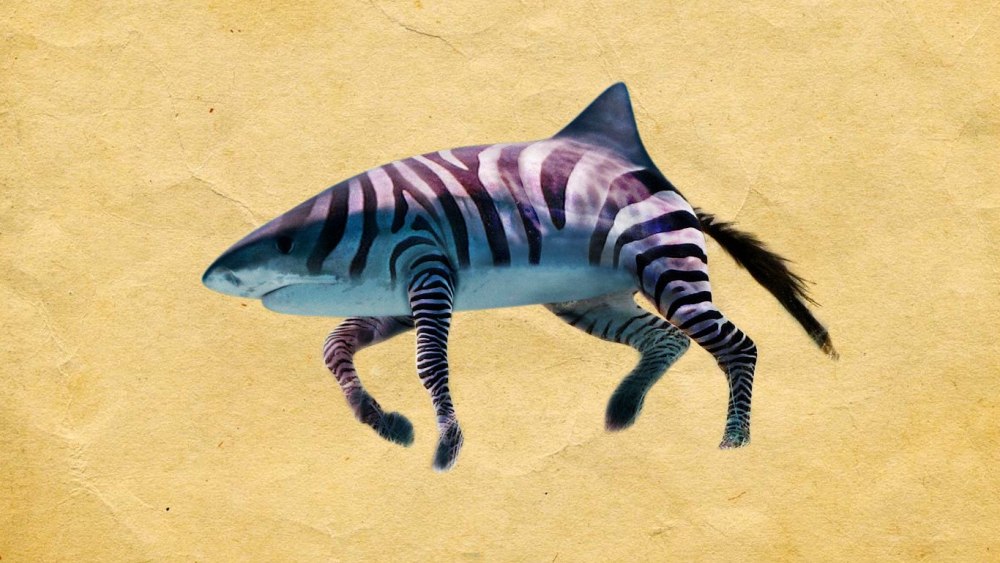 Тигровая акула