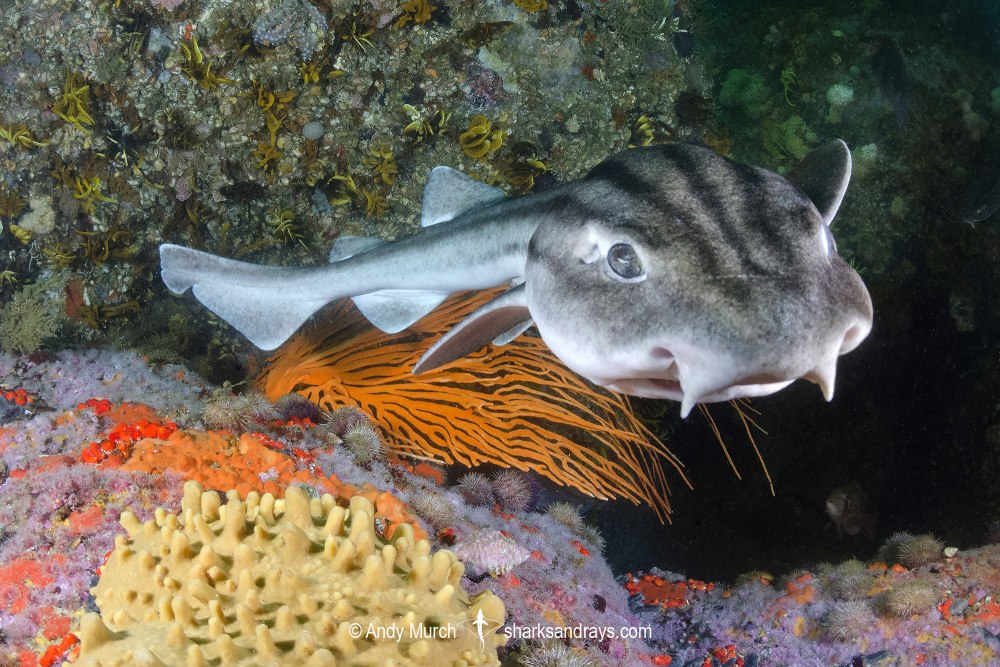 Усатая Кошачья акула