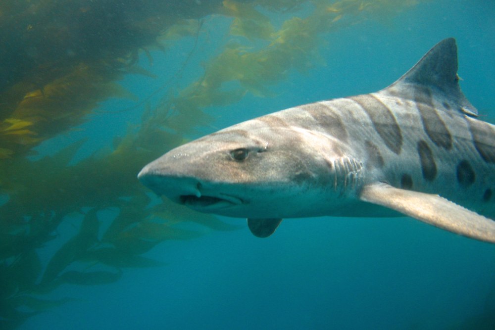Калифорнийская тройнозубая акула