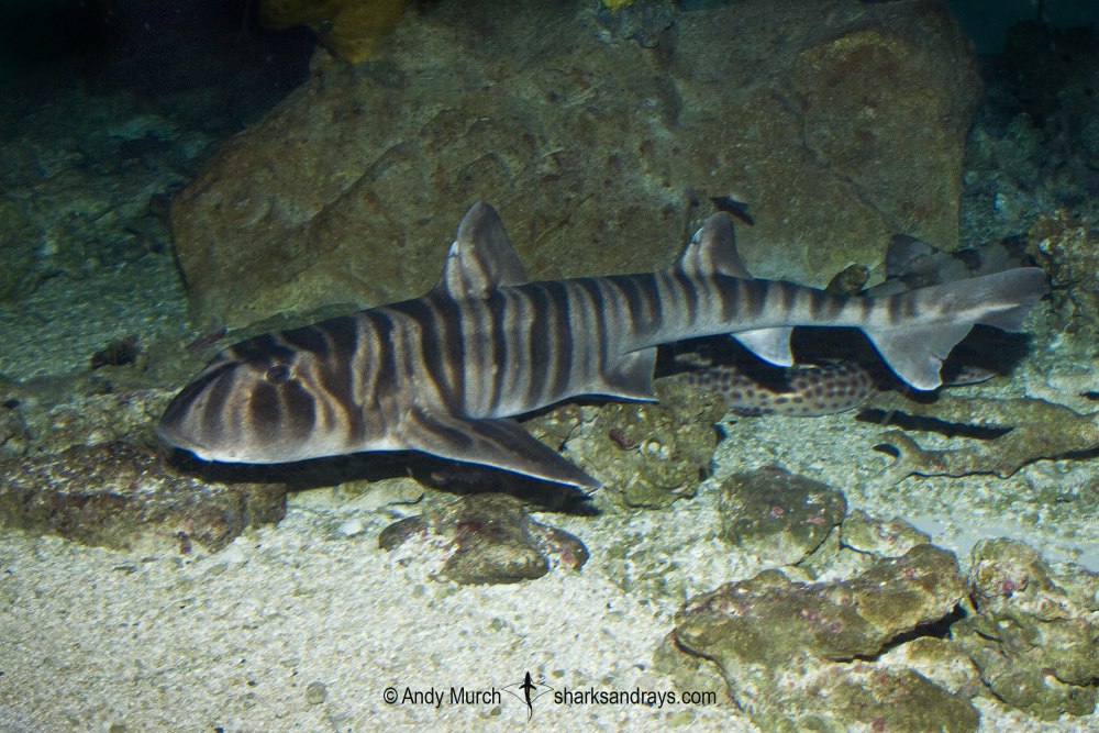 Zebra Bullhead Shark