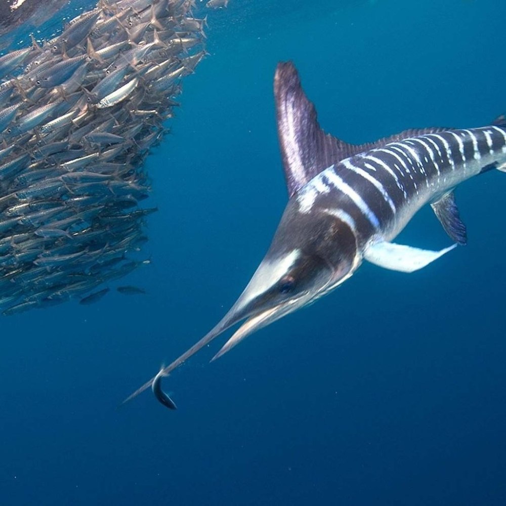 Полосатый Марлин