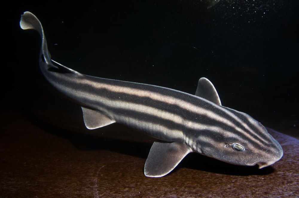 Китайская полосатая акула