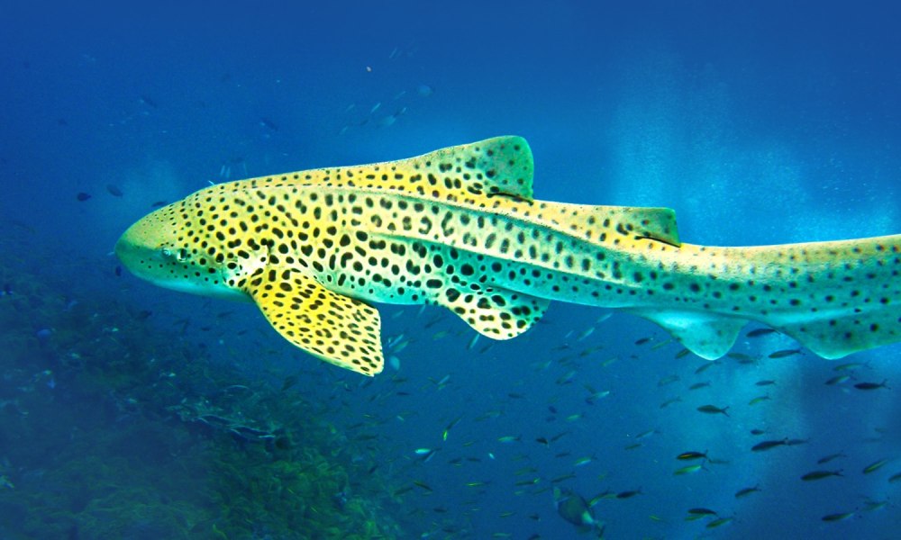 Stegostoma fasciatum