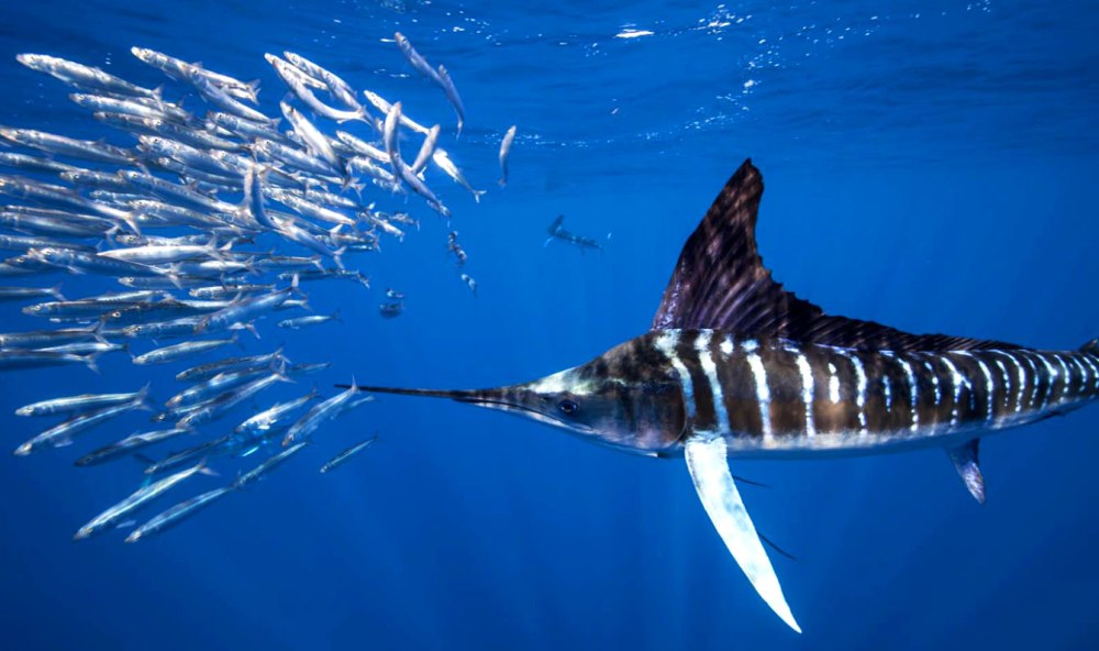 Скелет марлина