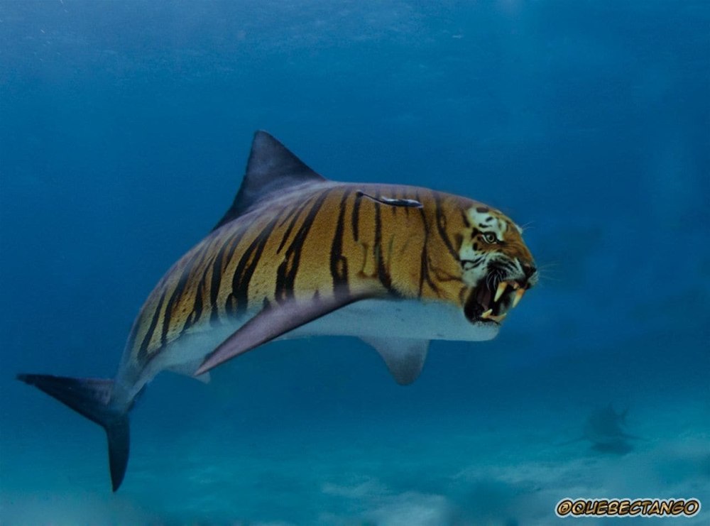 Тигер Шарк акула